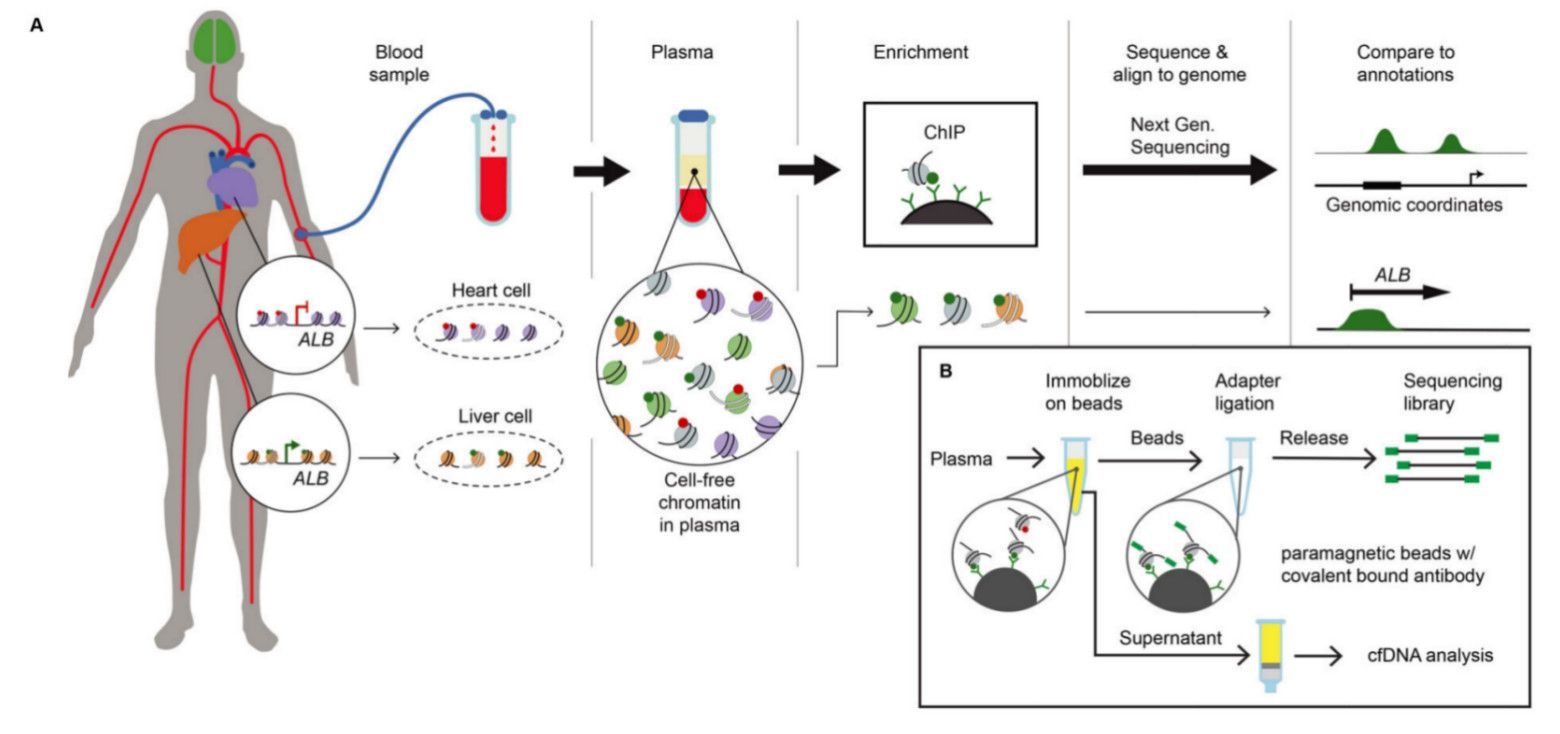 Diagrammatic summary of the cfChIP-seq strategy and its experimental steps (Sadeh et al., 2021)